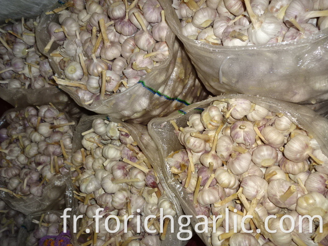 2019 Best Quality Normal White Garlic